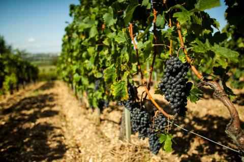 View of a mature vine ready to be harvested at the end of the French summer. Image taken in Bouliac, region of Bordeaux, France known to be the source of world´s best class wines in the world