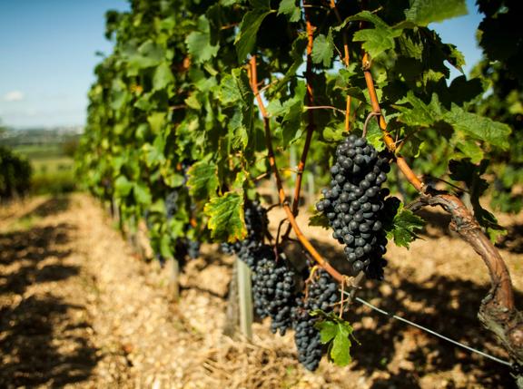 View of a mature vine ready to be harvested at the end of the French summer. Image taken in Bouliac, region of Bordeaux, France known to be the source of world´s best class wines in the world