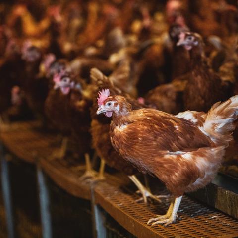 Large flock of brown hens in a chicken barn at a farm.