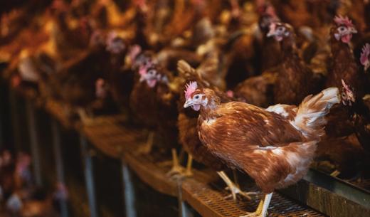 Large flock of brown hens in a chicken barn at a farm.