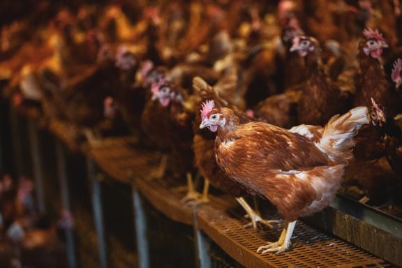 Large flock of brown hens in a chicken barn at a farm.