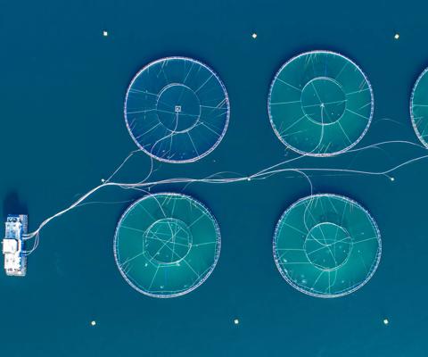 Salmon fish farm. Bergen, Norway.