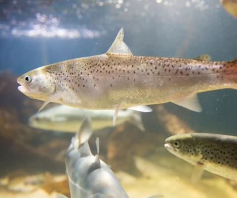 2015Aug-stock-salmon-swimming-fishing-industry-food-agriculture-hero