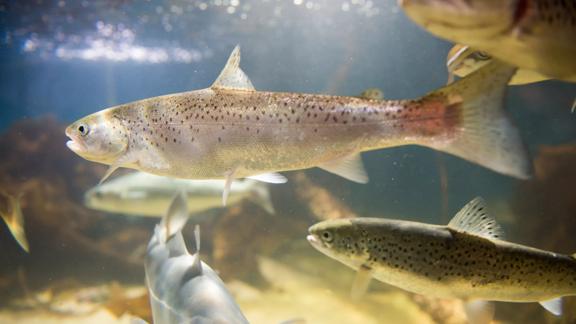 cooling designed for sustainable aquaculture