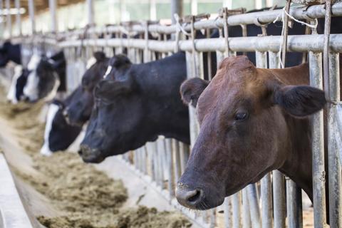 Dairy farm