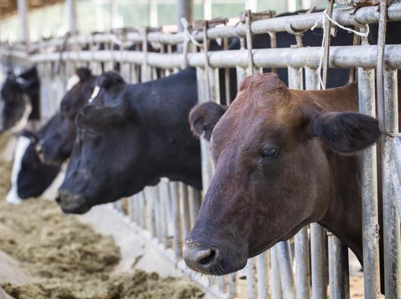 Dairy farm