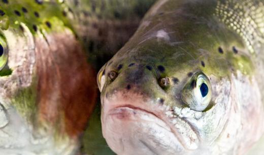 Ikan utuh segar di dalam es