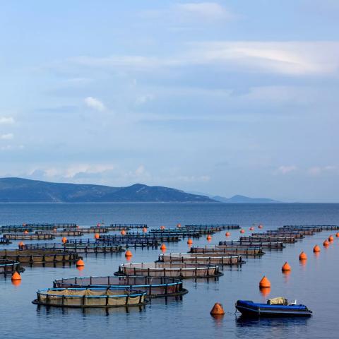 Cooling for sustainable aquaculture