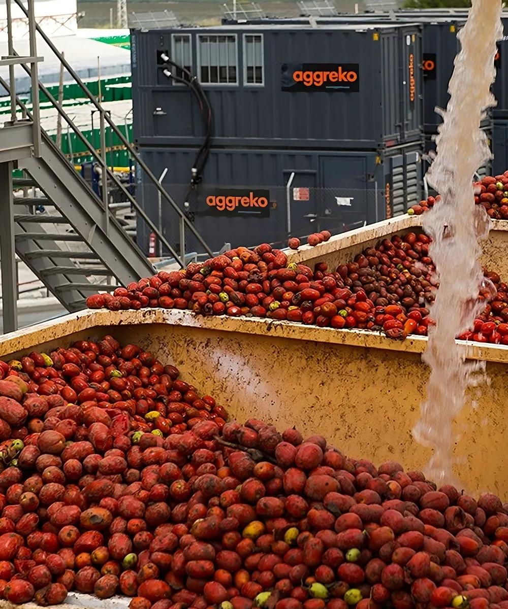 Trois récipients jaunes remplis de fruits rouges pulvérisés avec de l’eau