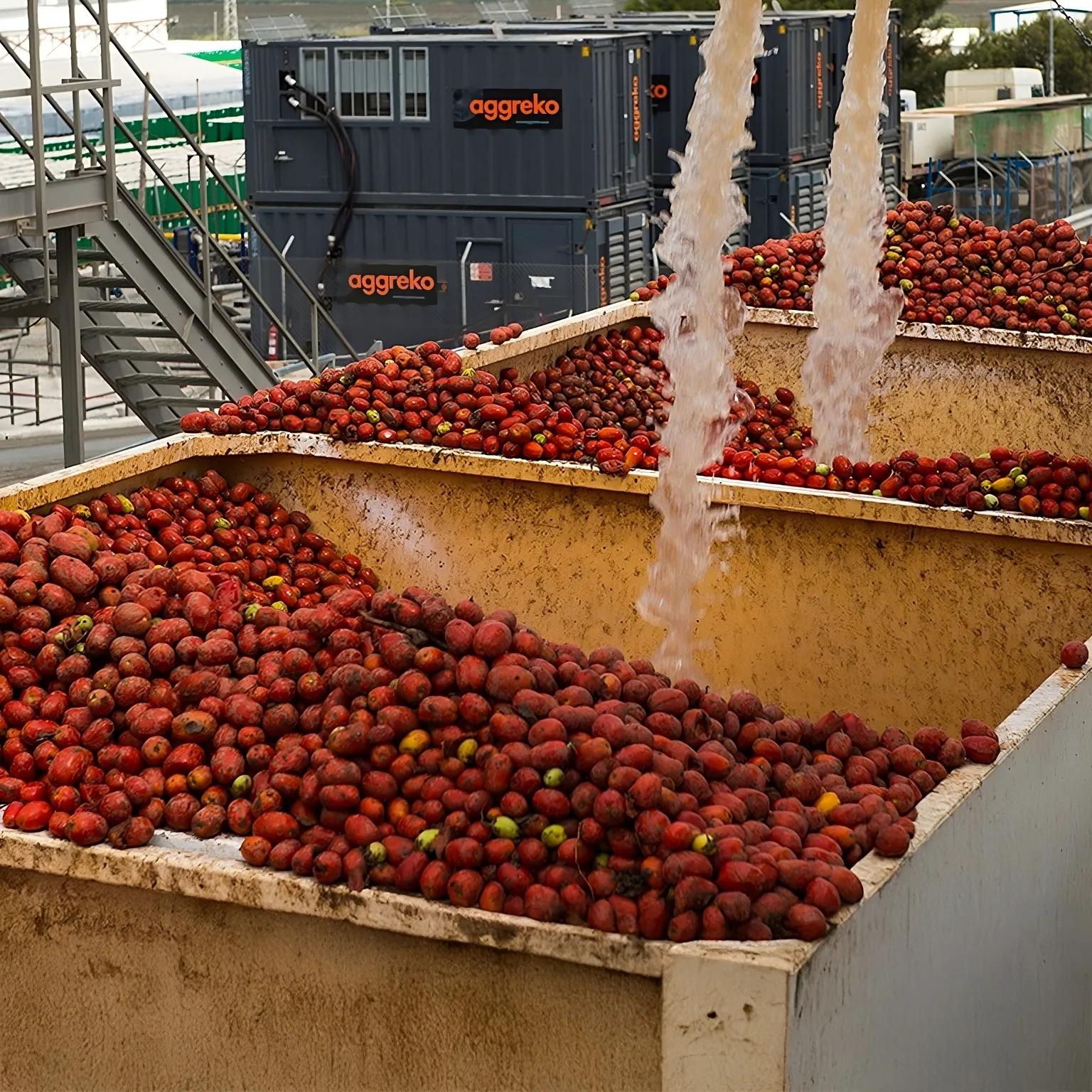 Three yellow containers filled with red fruit being sprayed water