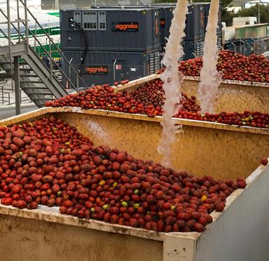 Three yellow containers filled with red fruit being sprayed water