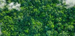 The photo shows a tropical green forest and nature from above with clouds, from a bird's eye view. The green lungs of the earth. The image symbolizes the sustainable use of nature and the importance of nature for people on earth, as well as the rare and precious beauty of untouched nature..Impact of human activities on nature and the environment. Innovative ideas and promotion of sustainability. Sustainable Development. Carbon-neutral, CO2-free, low-carbon power generation, Eco-Friendly Business Idea. Environment-friendly Company Supply chains and manufacturing processes reducing gobal ecological Footprint. Environmental regulations. Making Value Chains Sustainable. Green Technology development. ESG-Investing, green investment funds and stocks, green climate fund, Sustainable investment products, Impact funds, Impact investing, ESG-Ratings, ESG Score. Green Business. Environmentally sustainable companies. Investing with a good conscience. Responsible Investing.