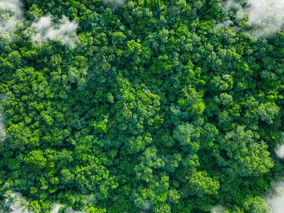 The photo shows a tropical green forest and nature from above with clouds, from a bird's eye view. The green lungs of the earth. The image symbolizes the sustainable use of nature and the importance of nature for people on earth, as well as the rare and precious beauty of untouched nature..Impact of human activities on nature and the environment. Innovative ideas and promotion of sustainability. Sustainable Development. Carbon-neutral, CO2-free, low-carbon power generation, Eco-Friendly Business Idea. Environment-friendly Company Supply chains and manufacturing processes reducing gobal ecological Footprint. Environmental regulations. Making Value Chains Sustainable. Green Technology development. ESG-Investing, green investment funds and stocks, green climate fund, Sustainable investment products, Impact funds, Impact investing, ESG-Ratings, ESG Score. Green Business. Environmentally sustainable companies. Investing with a good conscience. Responsible Investing.