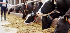 2017-12 dairy cows